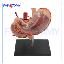 PNT-0458 Hot vente modèle de biologie de l&#39;estomac humain